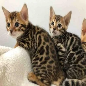 Bengal Kittens - TICA Registered wBreeding Rights