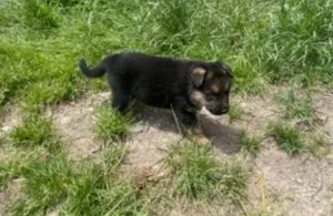 Obnoxious German Shepherd Puppies For Sale