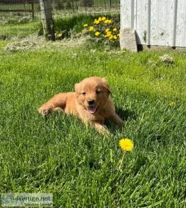 Golden Retriever puppies for sale