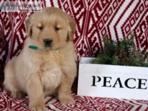 Ginger Golden Retriever Puppies For sale