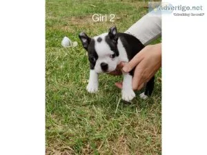 carring Boston terrier puppies for sale