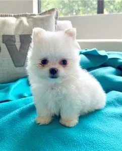 Fox Adorable Maltipom Puppies For Sale
