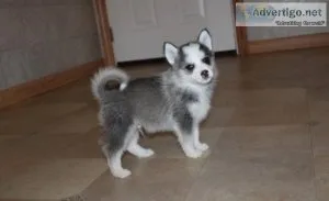 CKC Teacup Pomsky Puppies