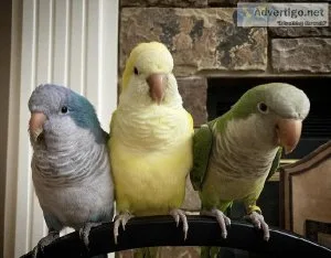 Cury quaker parrots available