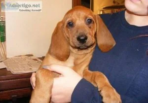 Redbone Coonhound puppies available