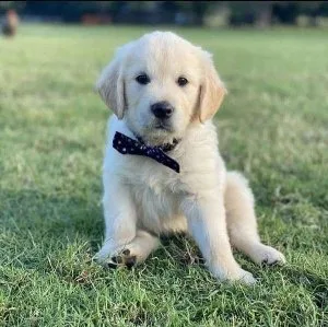 Labrador Puppies