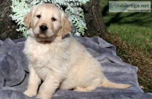 Lady Golden Retriever Puppies For sale