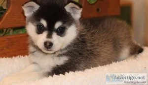 Canine Alaskan Klee Kia Puppies Ready Now