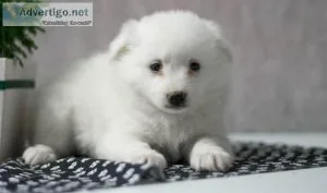 Ecstatic American Eskimo Puppies Available