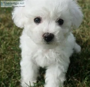 AKC Bichon Frise puppies for sale.