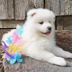 Wonderful Samoyed Puppies for Adoption
