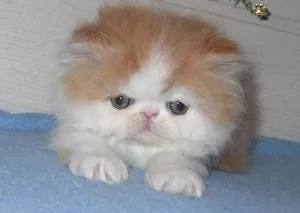 Lovely Persian kittens