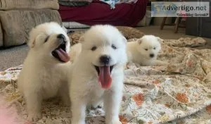 Mad White Samoyed Puppies For Sale