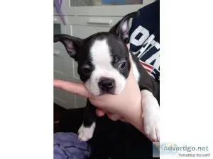 Ri Boston terrier puppies for sale