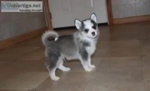 Beautiful Pomsky Puppies.