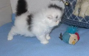Stunning Persian kittens