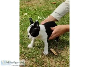 MI Boston terrier puppies for sale