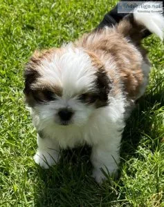 Shih Tzu puppies for sale