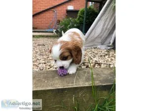HKHAA Cavalier King Charles Spaniel Puppies  Text  334-357-6330