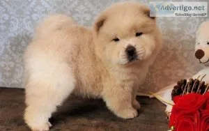 Funny Cream Chow Chow Puppies For Sale