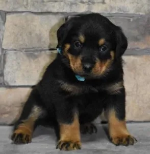 Excited Rottweiler Puppies Looking For New Home