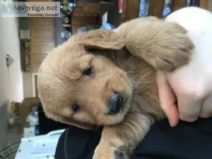 Golden retriever puppies