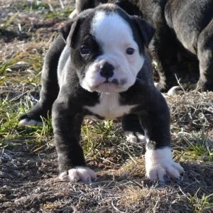 Top home raised American Bulldog Puppies.