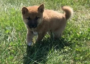Anxious Shiba Inu Puppies For Sale