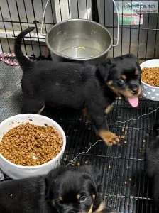 Rottweiler Puppies for sale