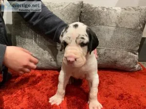 QD4UQ Gorgeous Great Dane Puppies Text  334-357-6330