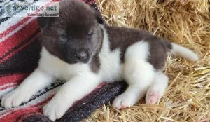 Confused Akita Puppies Looking For New Home