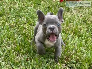 French Bulldog puppies for sale
