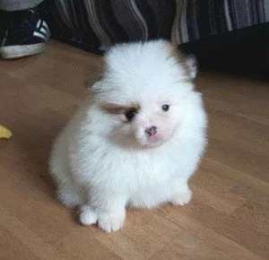 Great Pomeranian Puppies