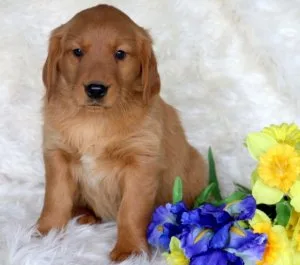 Roxy Golden Retriever Puppies For sale