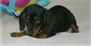 Home Raised Dachshund puppies