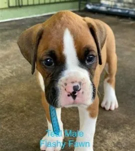 Jealous Boxer Puppies For Sale
