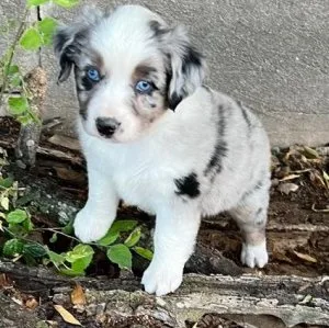 Fair Australia Shepherd Puppies For Sale