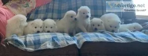 Breakable White Samoyed Puppies For Sale