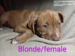 8. Week American pitbulls