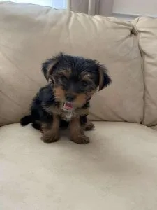 Eight Week Old Female Yorkie Puppy for Sale