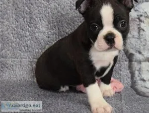 Boston Terrier puppies available now