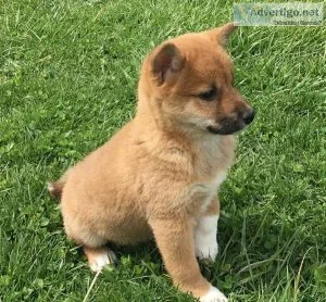 Klutzy Shiba Inu Puppies For Sale