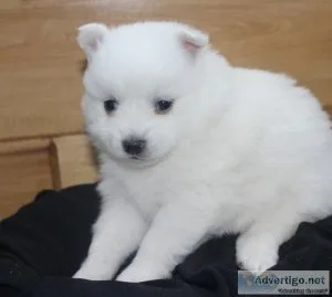Worrisome Samoyed Puppies For Sale