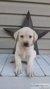 Labrador retrievers
