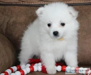 Scaly American Eskimo Puppies Ready Now