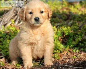 Millie Golden Retriever Puppies For sale
