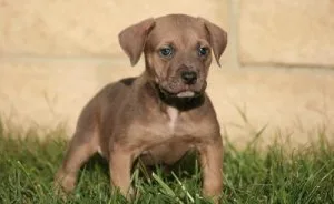 Lovely UKC American Bandogge Mastiff Puppies