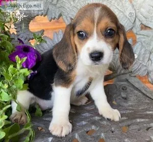 Careful Beagle Puppies Available