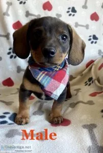 mini dachshund  jack russell puppies