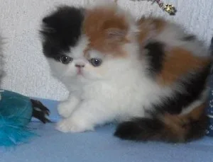 Adorable Persian kittens